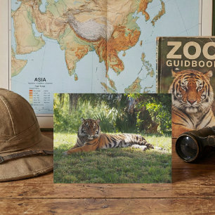 Cartão Postal Selgle Royalty: Descansando na Sombra