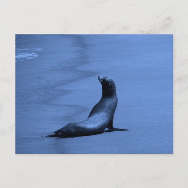 Cartão Postal Selo à noite (Frente)