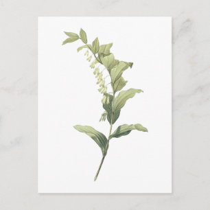 Cartão Postal Selo de Salomão (Polygonatum multiflorum) por Red