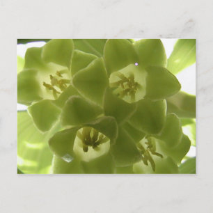 Cartão Postal selo de solomon