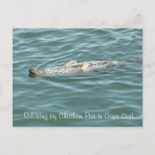 Cartão Postal Selo flutuando de costas no cais do cártamo em Cab