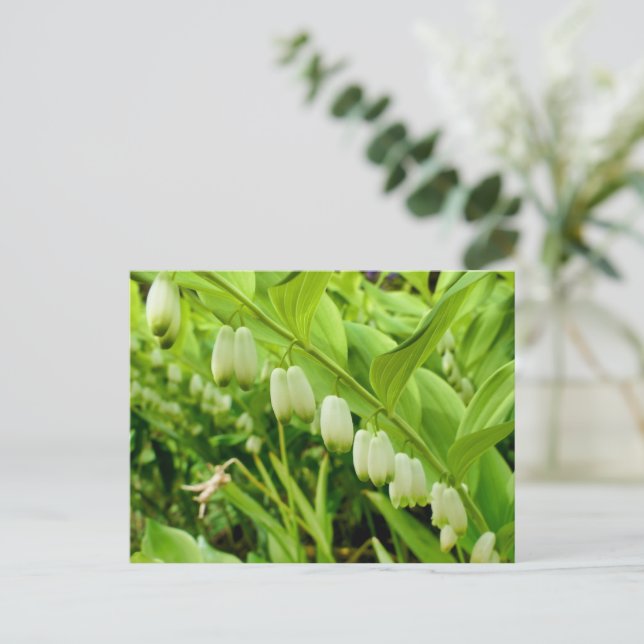 Cartão Postal Selo Solomons (Em pé/Frente)