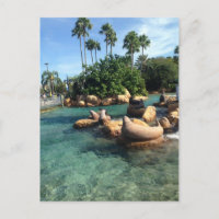Selos e Leões do Mar