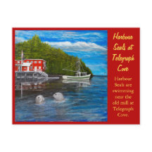 Selos em Telegraph Cove, BC Canadá.