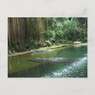 Cartão Postal Selva