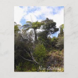 Cartão Postal Selva da Nova Zelândia, árvores de feto, floresta