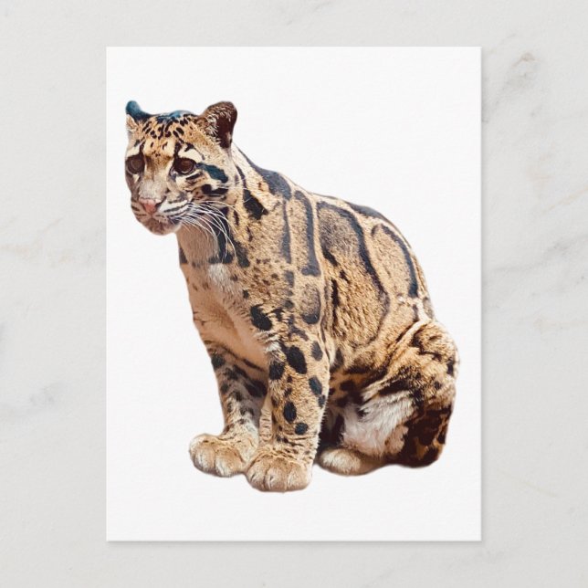 Cartão Postal selva de grande gato com fotografia-leopardo nubla (Frente)