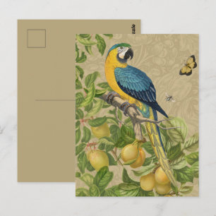 Cartão Postal Selva Tropical Amarela Macaw Antiguidade