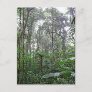 Cartão Postal selva verde