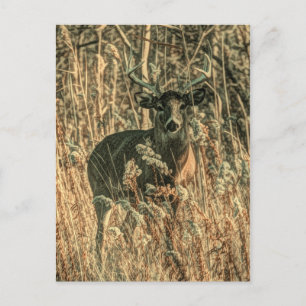 Cartão Postal selvagem de camuflagem Camouflage veado-branco