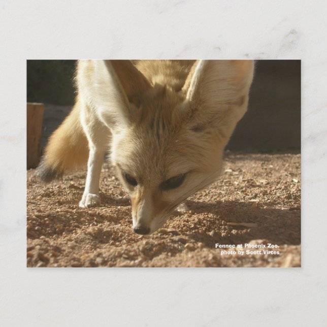 Cartão postal selvagem - Fennec (Frente)