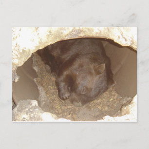 Cartão Postal Selvagem sobre Wombats