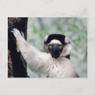 Cartão Postal Selvagens - Primatas 12