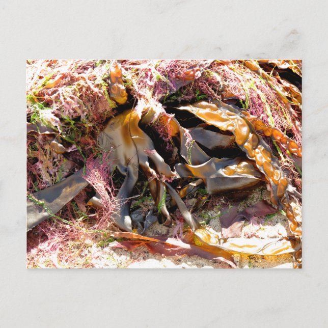 CARTÃO POSTAL SEMENTE MARÍTIMA (Frente)