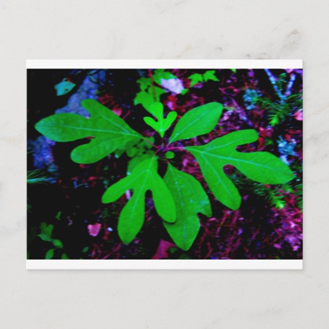 Cartão Postal sementeira2 (Frente)