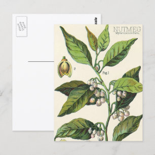 Cartão Postal Sementes De Frutas De Plantas Vintage Nutmeg, Plan