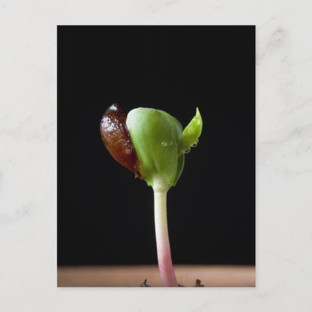 Cartão Postal Sementes de maçã com casca de semente (Frente)