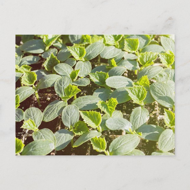 Cartão Postal Sementes de pepino (Frente)