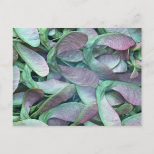 Cartão Postal Sementes de plátano