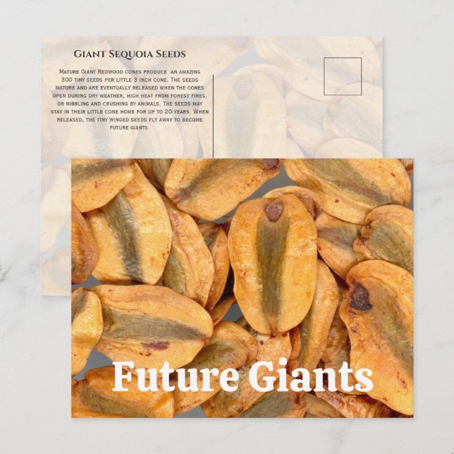 Cartão Postal Sementes de Sequoia Gigante (Frente/Verso)