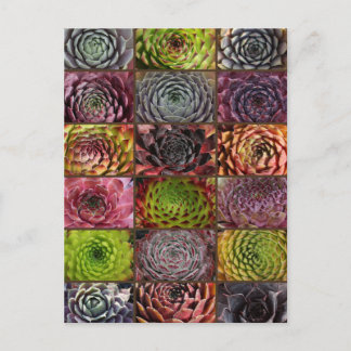 Cartão Postal Sempervivum - Houseleek - Hauswurz - Colagem