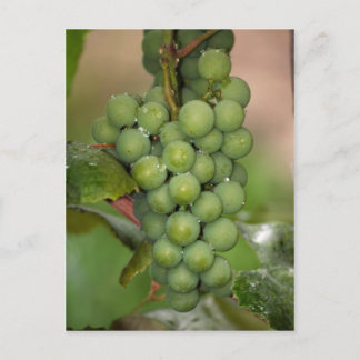 Cartão Postal Sêneca Uvas