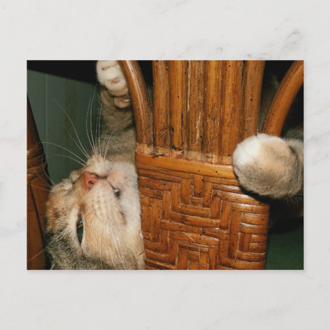 Cartão Postal senhor gato (Frente)