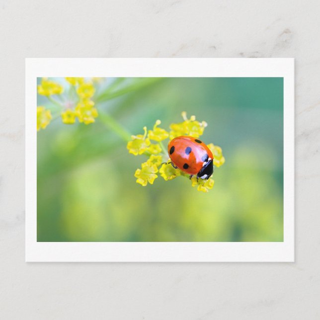 Cartão Postal senhora no topo (Frente)