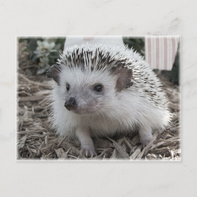 Cartão Postal Sentado Bem (Frente)