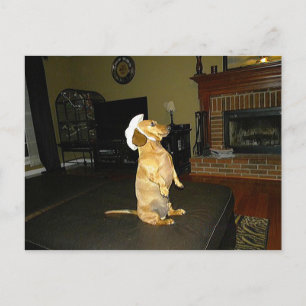 Cartão Postal Sentado Bonito ou assistindo TV Dachshund