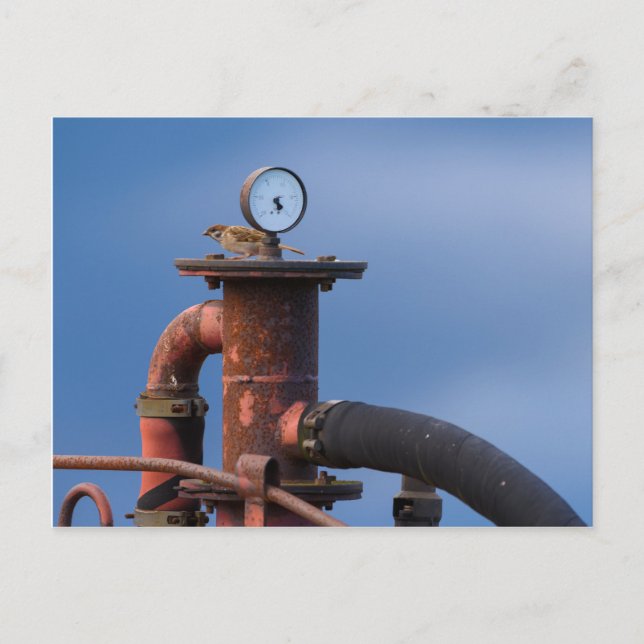 Cartão Postal Sentado sobre um cartão-postal vermelho (Frente)