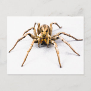 Cartão Postal Sentido Aranha