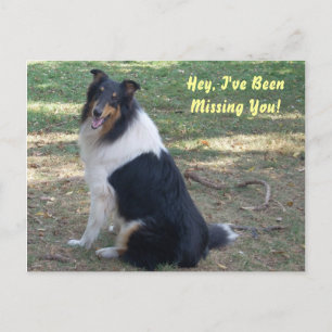 Cartão Postal Sentido Sua Falta, Collie!