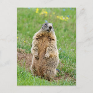 Cartão Postal Sentinel marmot
