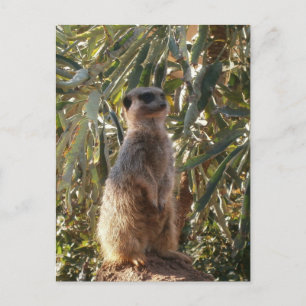 Cartão Postal Sentinela Vigiante: Meerkat Sobre O Plano Verde Es