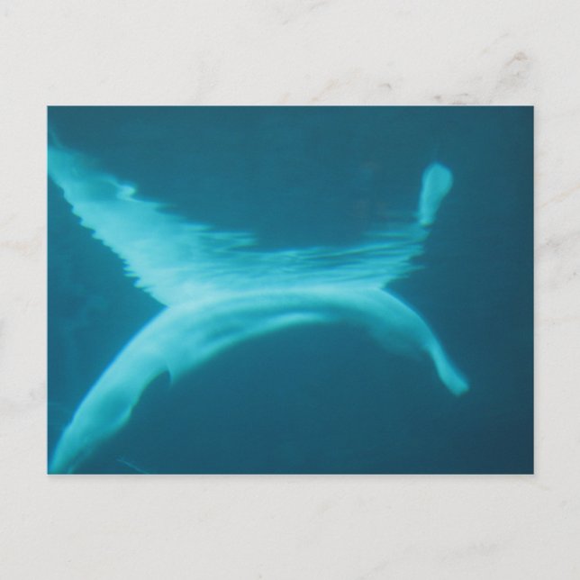 Cartão Postal Separação da beluga (Frente)