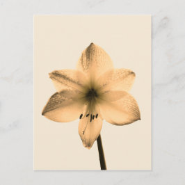 Cartão Postal sepia amaryllis