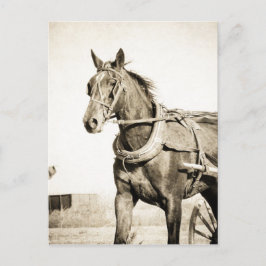 Cartão Postal Sepia Amish Horse E Buggy