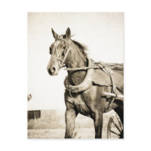 Sepia Amish Horse E Buggy