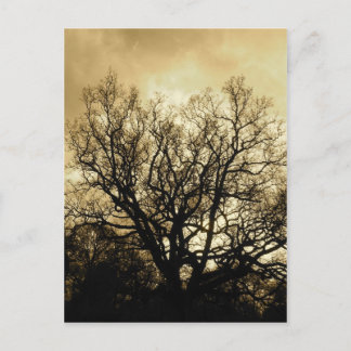 Cartão Postal sépia-árvore e céu