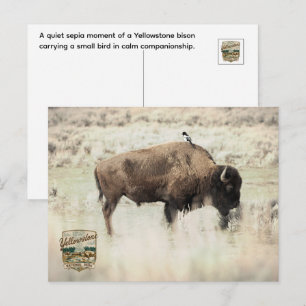 Cartão Postal Sépia Bisonte de Yellowstone com Pássaro
