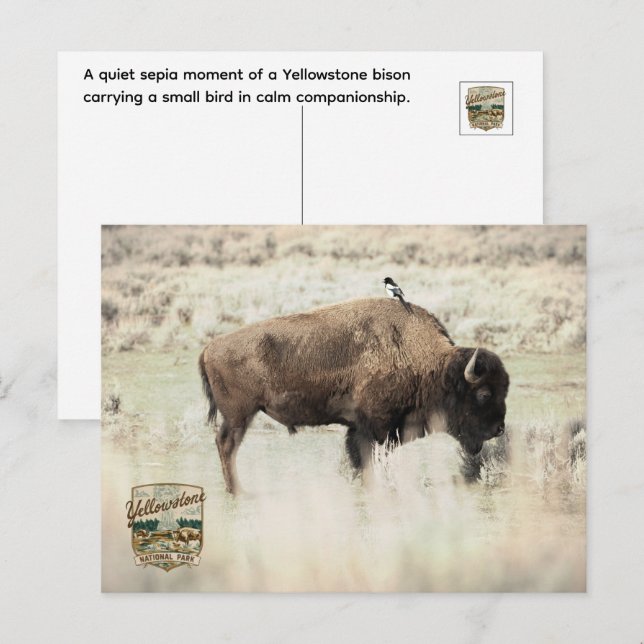 Cartão Postal Sépia Bisonte de Yellowstone com Pássaro (Frente/Verso)