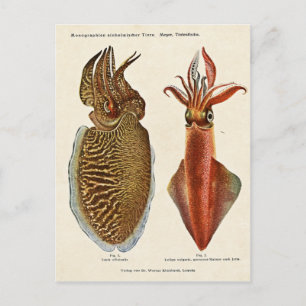 Cartão Postal Sepia e Octopus 1913