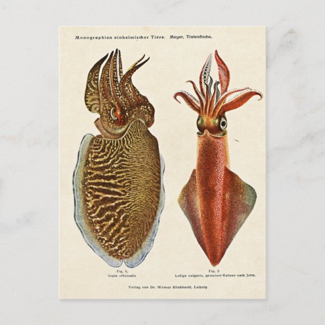 Cartão Postal Sepia e Octopus 1913 (Frente)