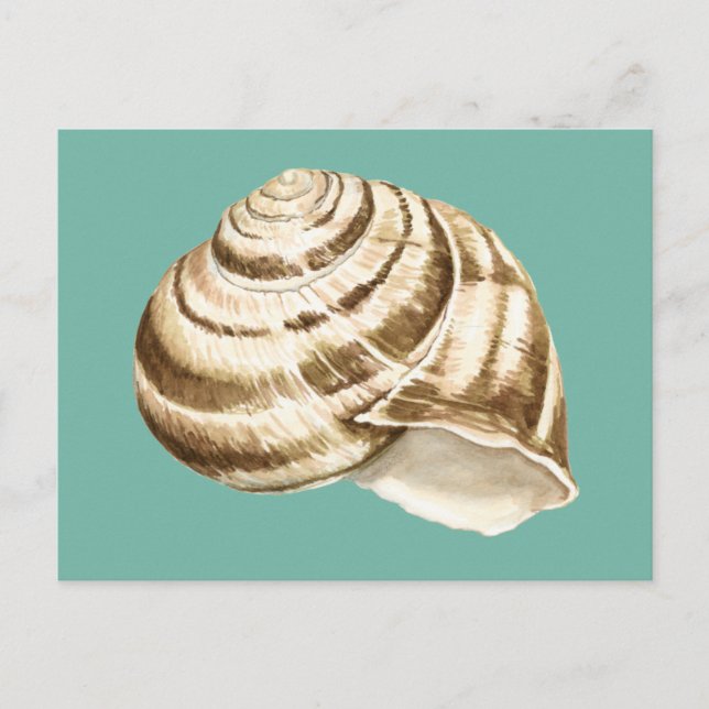 Cartão Postal Sepia Striped Shell em Teal (Frente)