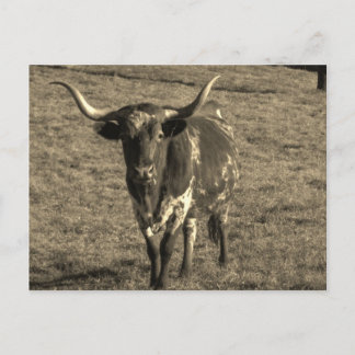 Cartão Postal Sepia Tone Brown e White Longhorn Bull