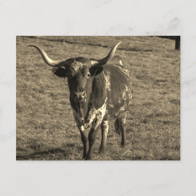 Cartão Postal Sepia Tone Brown e White Longhorn Bull (Frente)