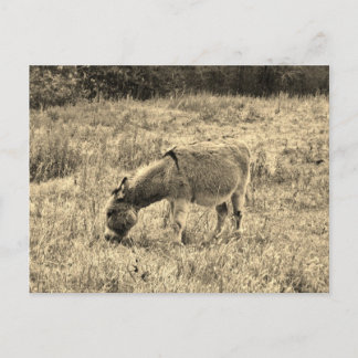 Cartão Postal Sepia Tone Donkey  in a Field.