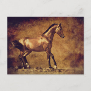Cartão Postal Sepia Tonelada Arte Rústica Contra Cavalo