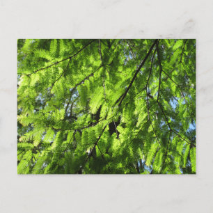 Cartão Postal Sequóia-d'alvora (Metasequoia)